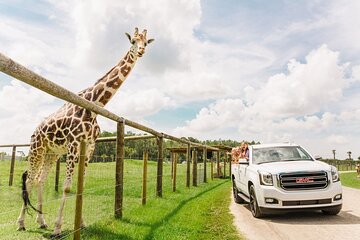 giraffes at Florida animal park